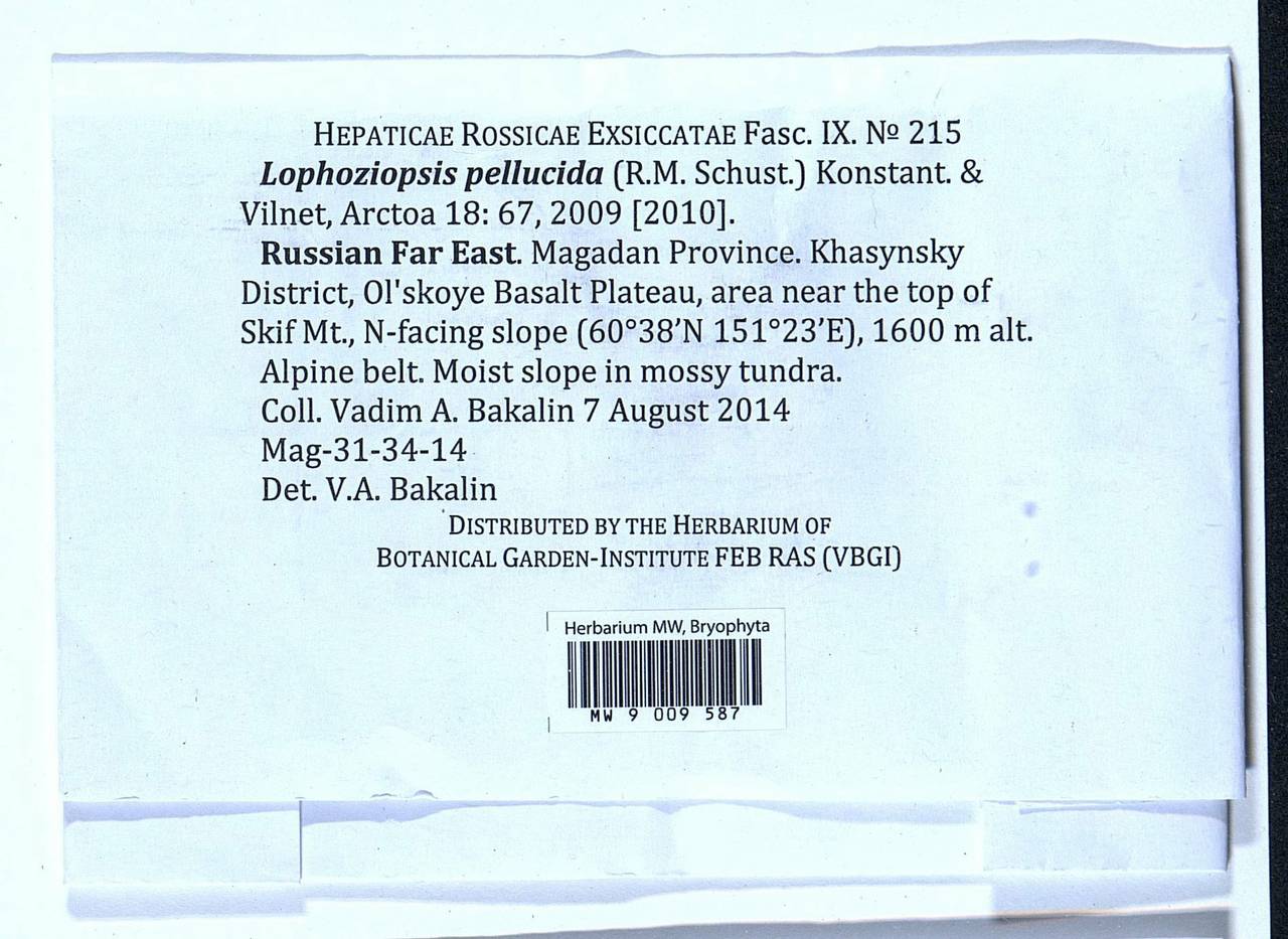 Lophoziopsis pellucida (R.M. Schust.) Konstant. & Vilnet, Bryophytes, Bryophytes - Chukotka & Kamchatka (B21) (Russia)