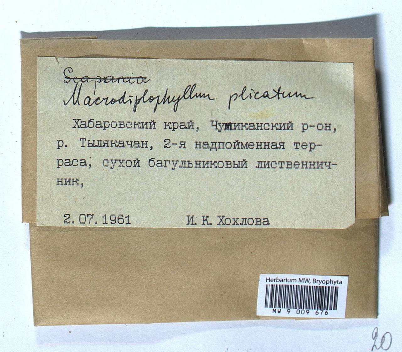 Douinia plicata (Lindb.) Konstant. & Vilnet, Bryophytes, Bryophytes - Russian Far East (excl. Chukotka & Kamchatka) (B20) (Russia)