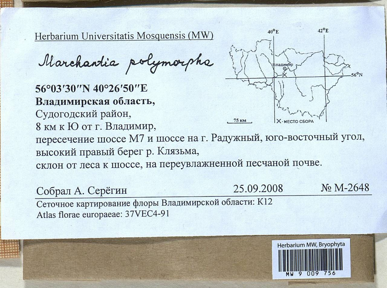 Marchantia polymorpha L., Bryophytes, Bryophytes - Middle Russia (B6) (Russia)
