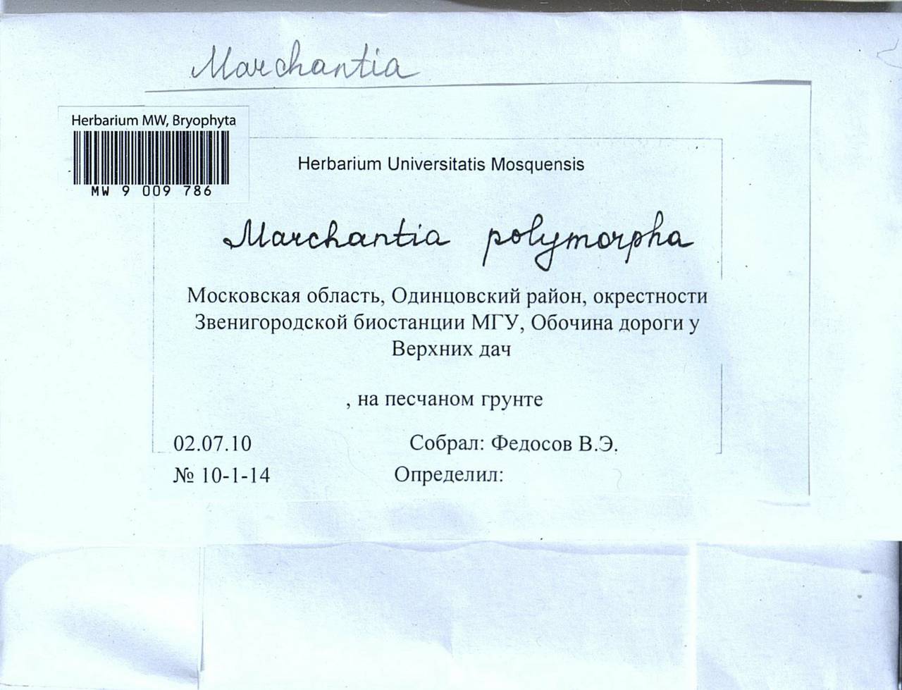 Marchantia polymorpha L., Bryophytes, Bryophytes - Moscow City & Moscow Oblast (B6a) (Russia)