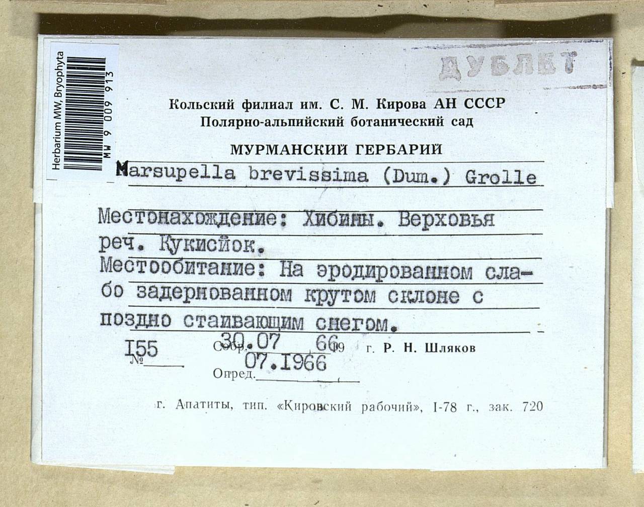 Gymnomitrion brevissimum (Dumort.) Warnst., Bryophytes, Bryophytes - Karelia, Leningrad & Murmansk Oblasts (B4) (Russia)