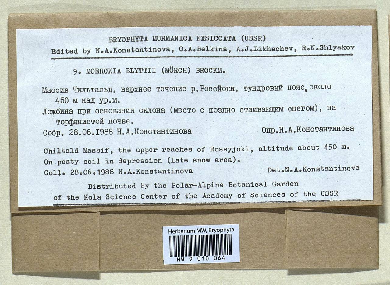 Pseudomoerckia blyttii (Mørch) Vilnet, Konstant., D.G. Long, N.D. Lockh. & Mamontov, Bryophytes, Bryophytes - Karelia, Leningrad & Murmansk Oblasts (B4) (Russia)