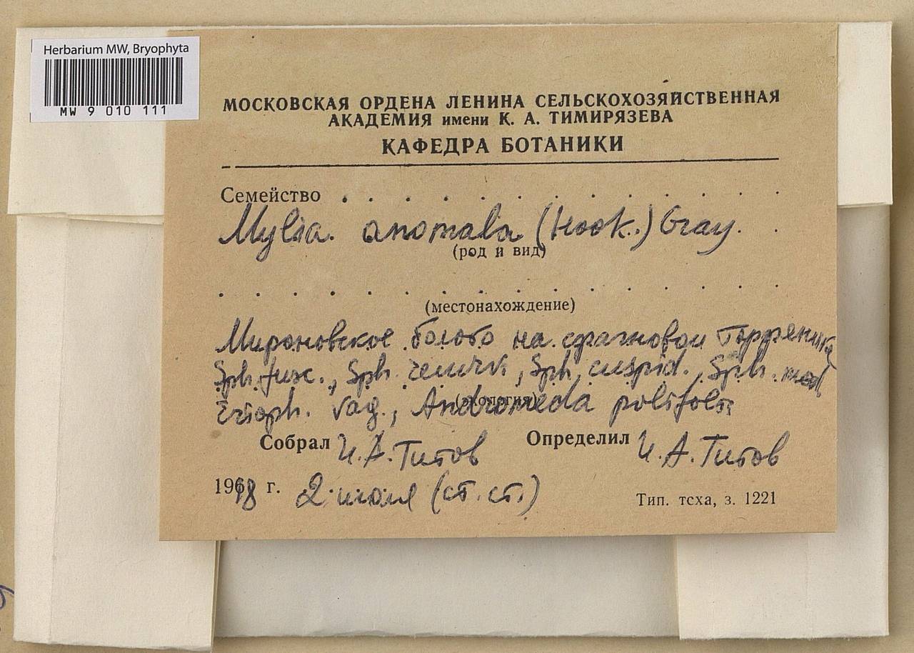 Mylia anomala (Hook.) Gray, Bryophytes, Bryophytes - Moscow City & Moscow Oblast (B6a) (Russia)
