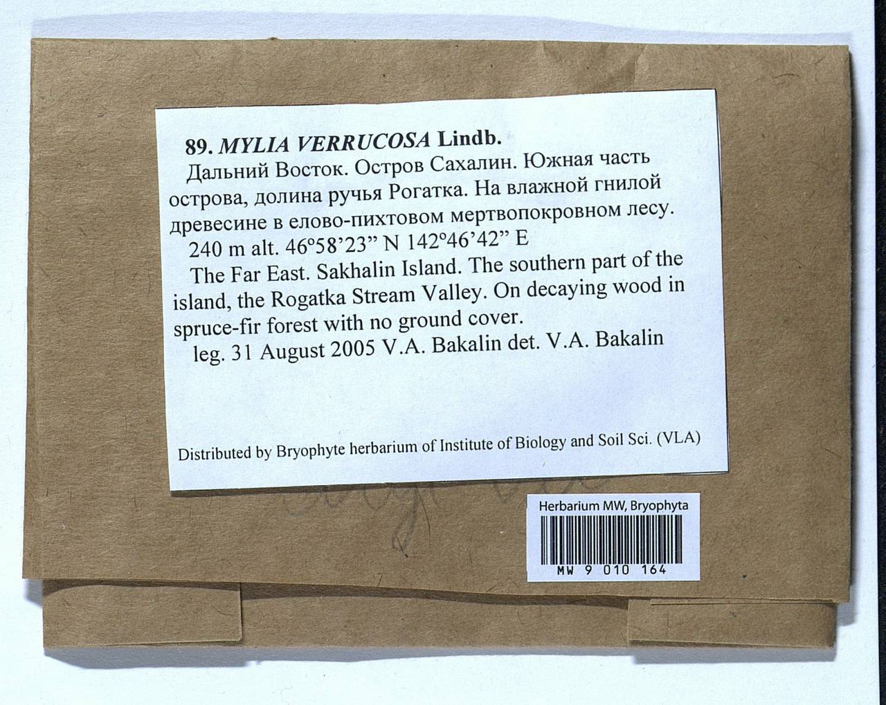 Mylia verrucosa Lindb., Bryophytes, Bryophytes - Russian Far East (excl. Chukotka & Kamchatka) (B20) (Russia)