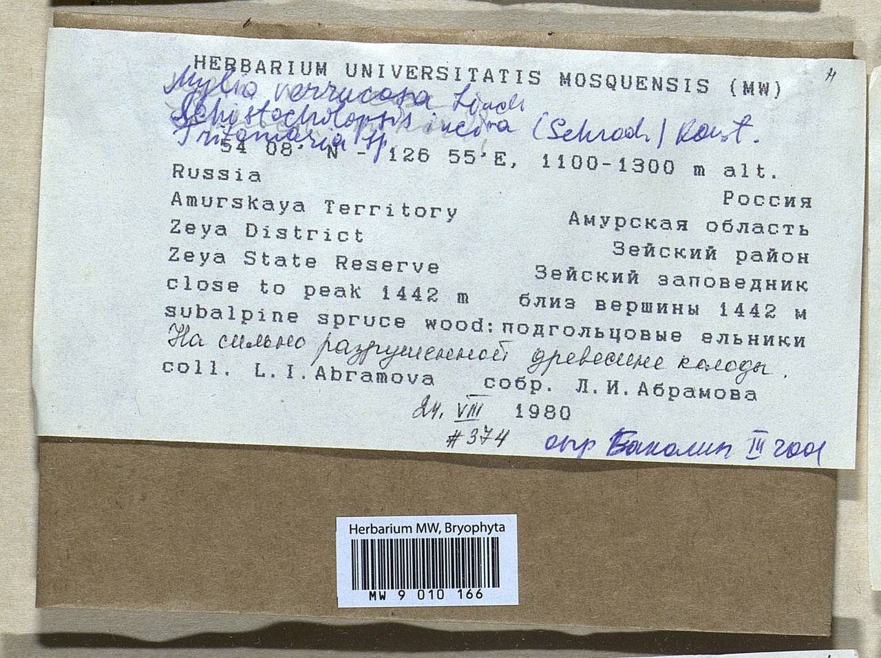 Mylia verrucosa Lindb., Bryophytes, Bryophytes - Russian Far East (excl. Chukotka & Kamchatka) (B20) (Russia)