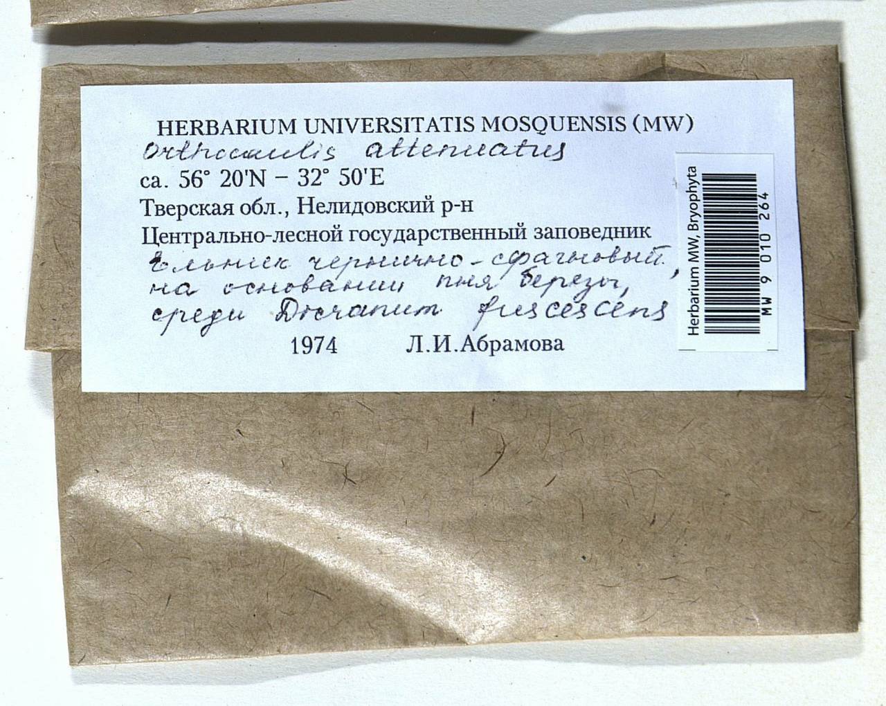 Neoorthocaulis attenuatus (Mart.) L. Söderstr., De Roo & Hedd., Bryophytes, Bryophytes - Middle Russia (B6) (Russia)
