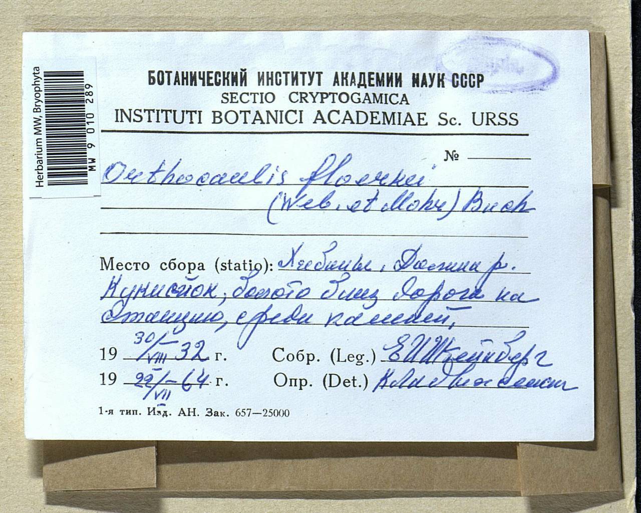 Neoorthocaulis floerkei (F. Weber & D. Mohr) L. Söderstr., De Roo & Hedd., Bryophytes, Bryophytes - Karelia, Leningrad & Murmansk Oblasts (B4) (Russia)