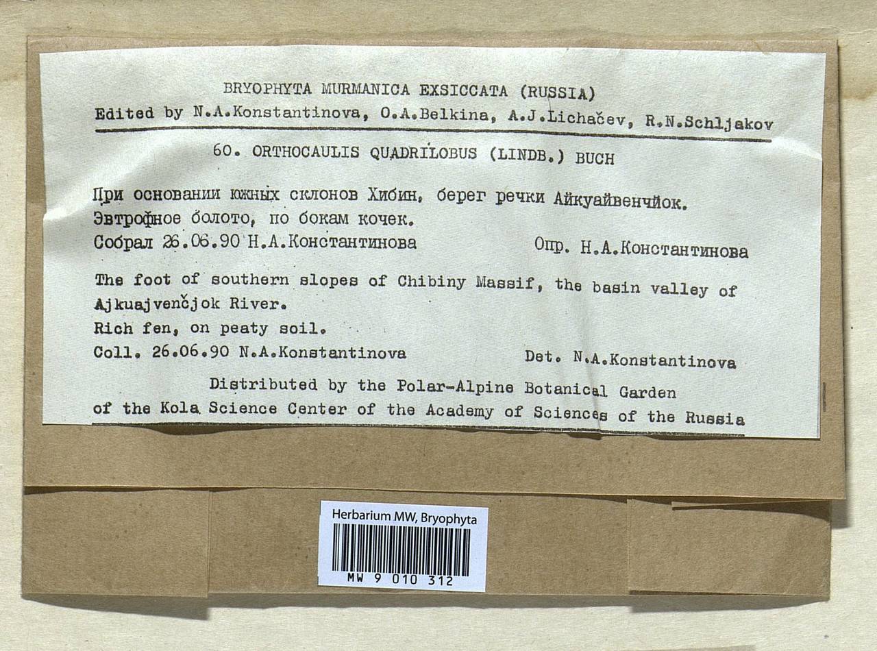 Schljakovianthus quadrilobus (Lindb.) Konstant. & Vilnet, Bryophytes, Bryophytes - Karelia, Leningrad & Murmansk Oblasts (B4) (Russia)