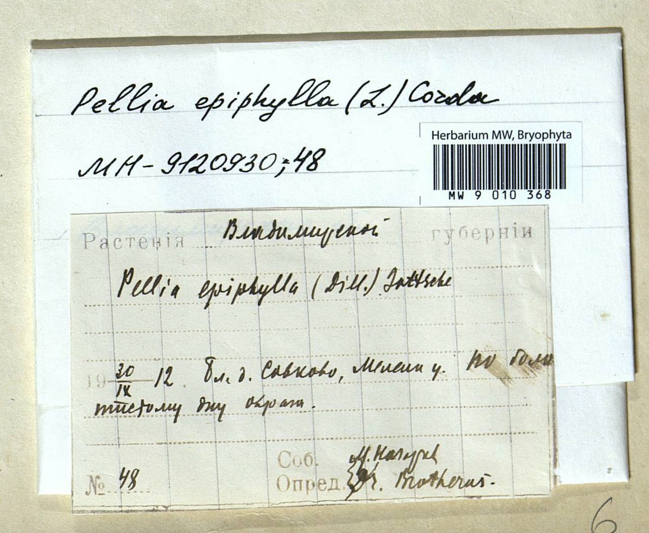 Pellia epiphylla (L.) Corda, Bryophytes, Bryophytes - Middle Russia (B6) (Russia)