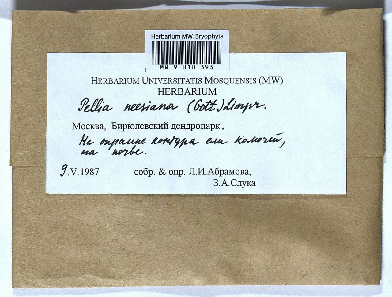 Pellia neesiana (Gottsche) Limpr., Bryophytes, Bryophytes - Moscow City & Moscow Oblast (B6a) (Russia)