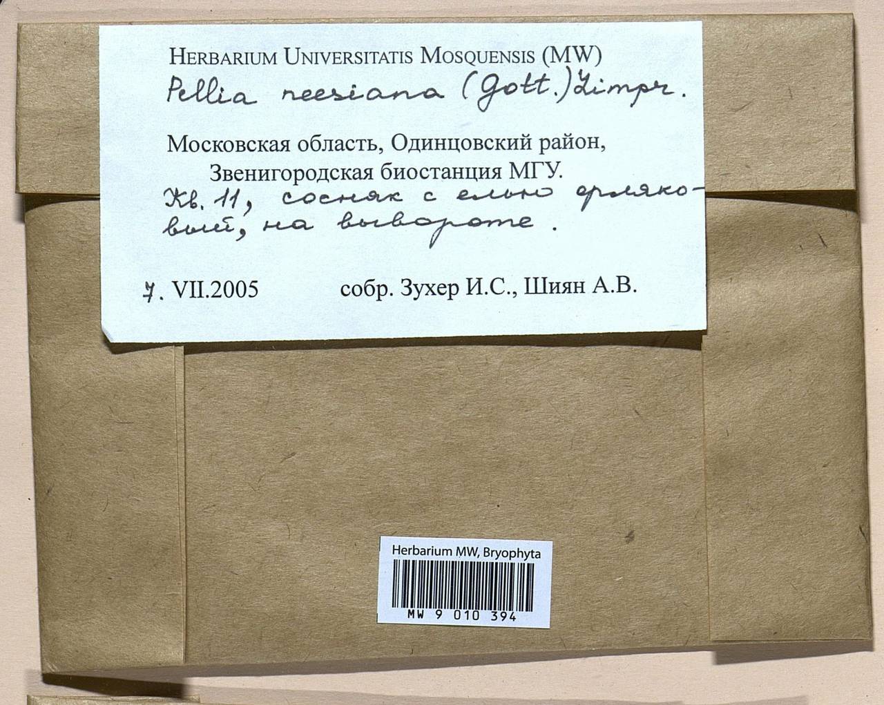 Pellia neesiana (Gottsche) Limpr., Bryophytes, Bryophytes - Moscow City & Moscow Oblast (B6a) (Russia)