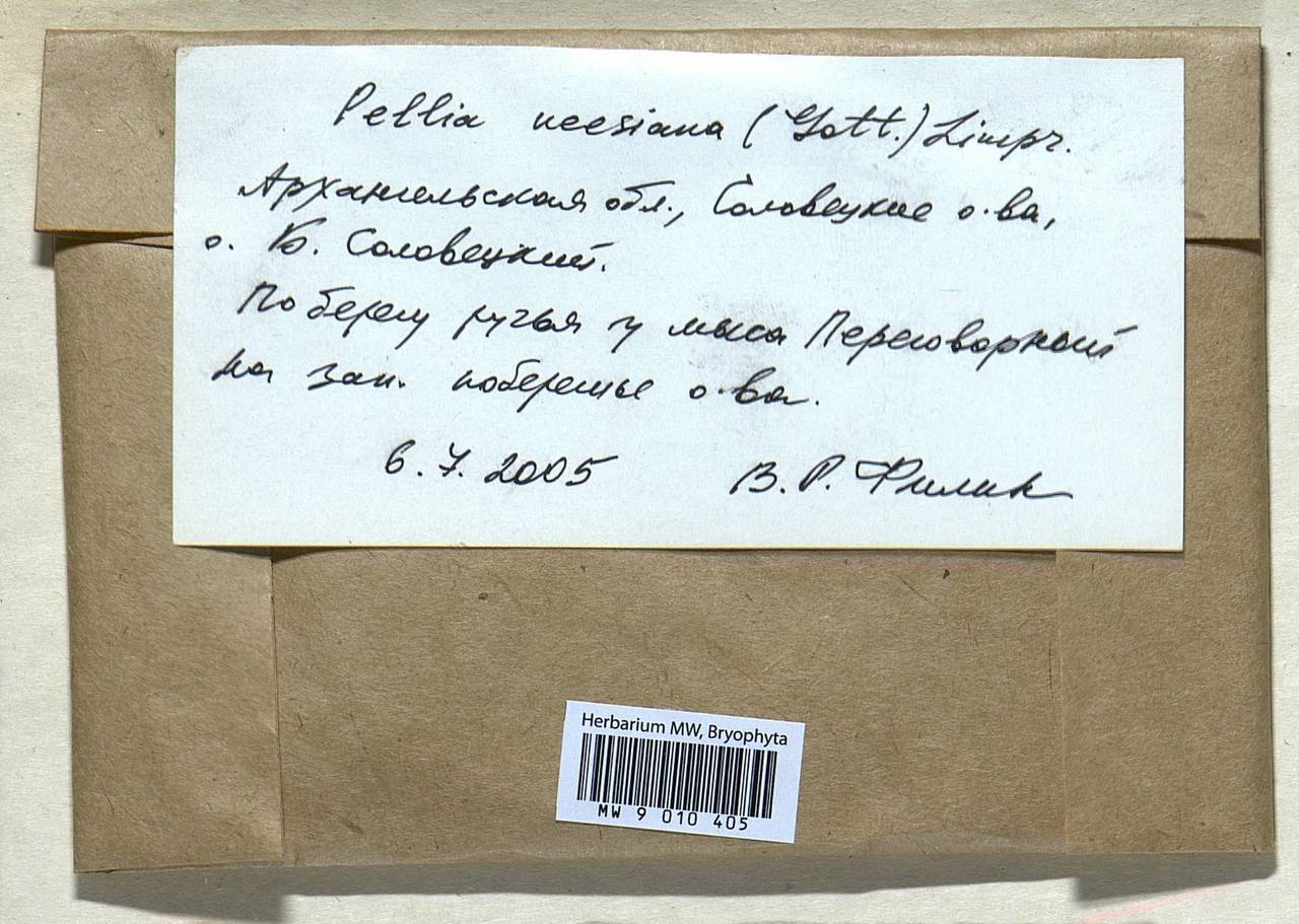 Pellia neesiana (Gottsche) Limpr., Bryophytes, Bryophytes - European North East (B7) (Russia)