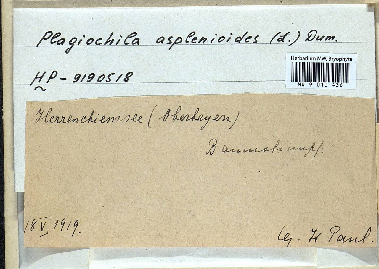 Plagiochila asplenioides (L.) Dumort., Bryophytes, Bryophytes - Western Europe (BEu) (Germany)