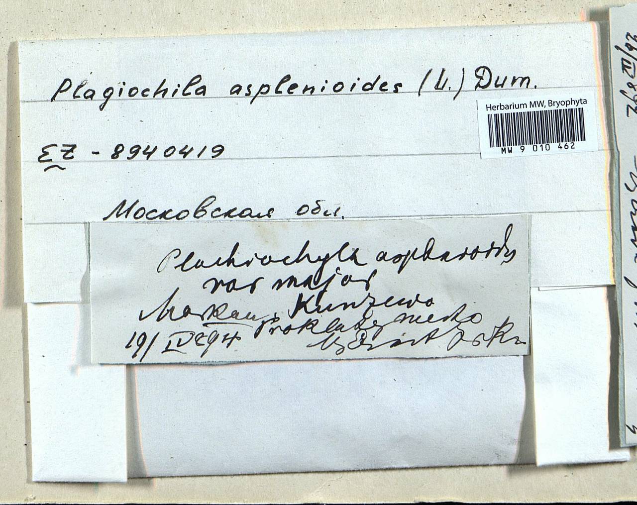 Plagiochila asplenioides (L.) Dumort., Bryophytes, Bryophytes - Moscow City & Moscow Oblast (B6a) (Russia)