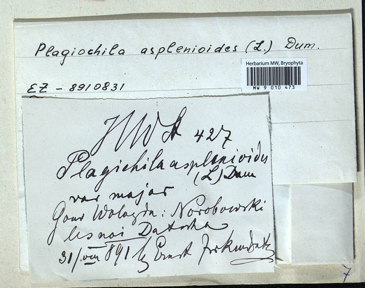 Plagiochila asplenioides (L.) Dumort., Bryophytes, Bryophytes - European North East (B7) (Russia)