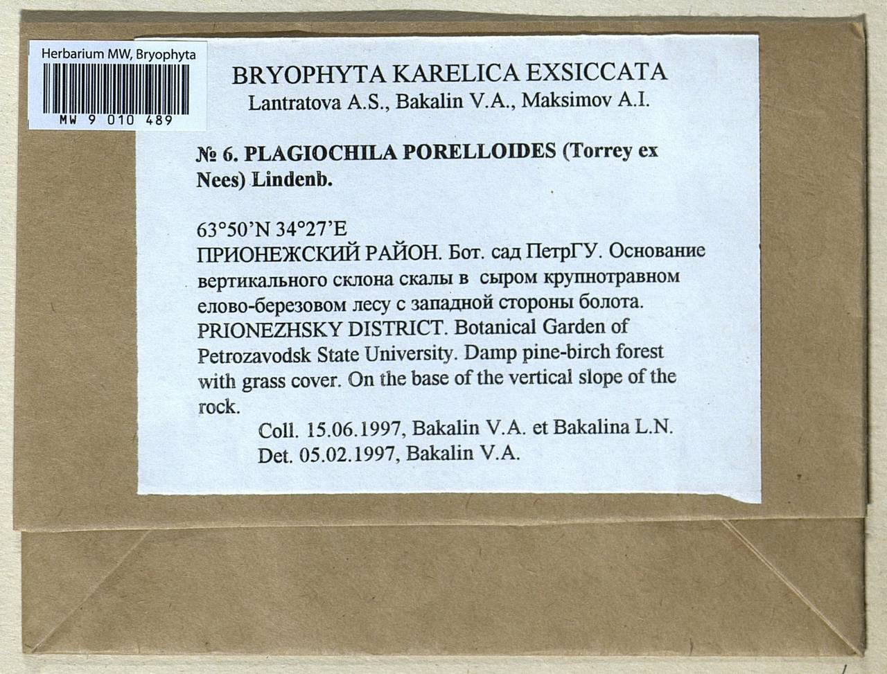 Plagiochila porelloides (Torr. ex Nees) Lindenb., Bryophytes, Bryophytes - Karelia, Leningrad & Murmansk Oblasts (B4) (Russia)