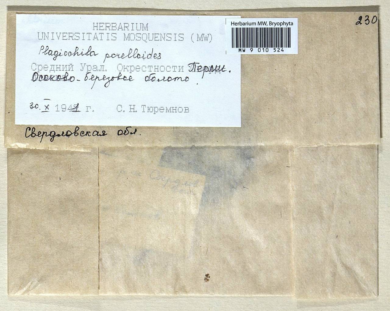 Plagiochila porelloides (Torr. ex Nees) Lindenb., Bryophytes, Bryophytes - Permsky Krai, Udmurt Republic, Sverdlovsk & Kirov Oblasts (B8) (Russia)