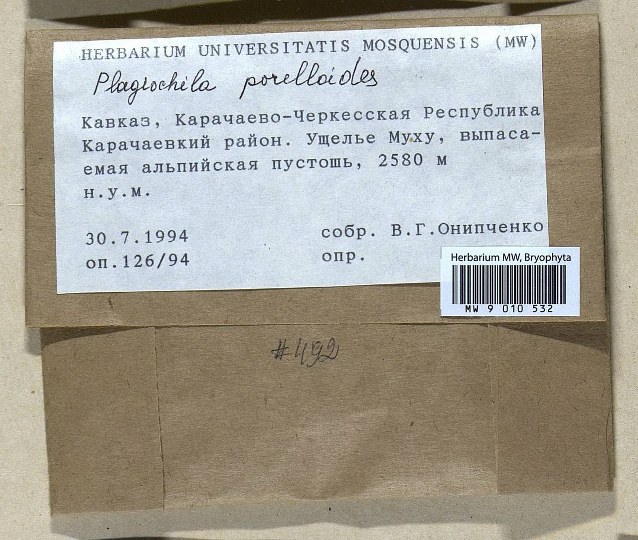 Plagiochila porelloides (Torr. ex Nees) Lindenb., Bryophytes, Bryophytes - North Caucasus & Ciscaucasia (B12) (Russia)