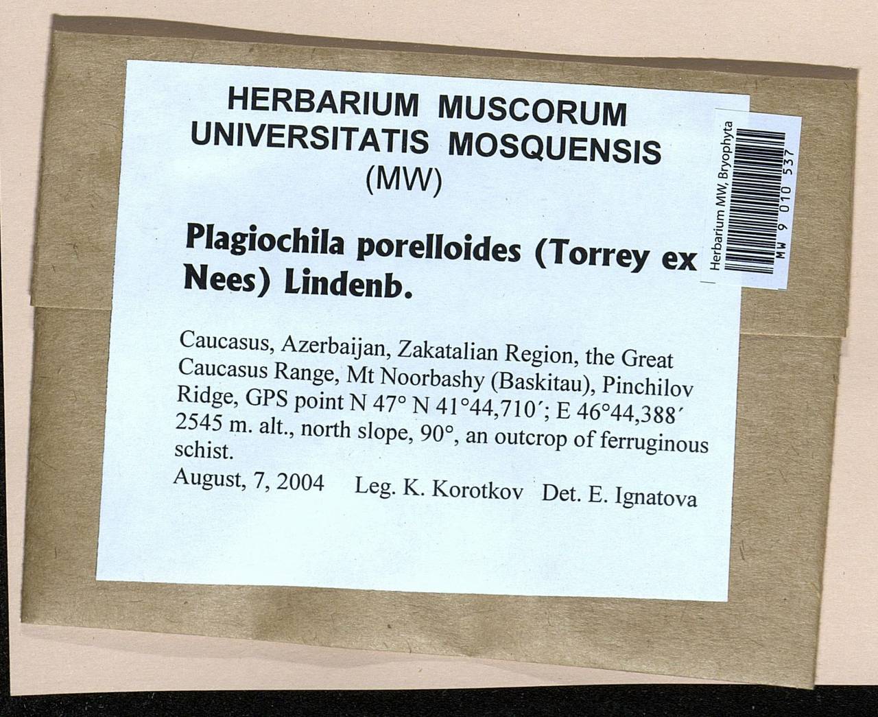 Plagiochila porelloides (Torr. ex Nees) Lindenb., Bryophytes, Bryophytes - Transcaucasia (B13) (Azerbaijan)