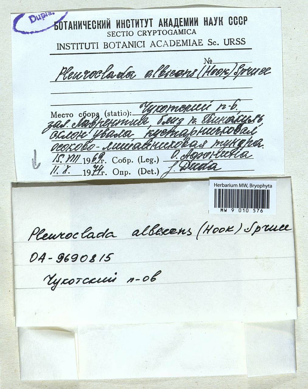 Fuscocephaloziopsis albescens (Hook.) Váňa & L. Söderstr., Bryophytes, Bryophytes - Chukotka & Kamchatka (B21) (Russia)