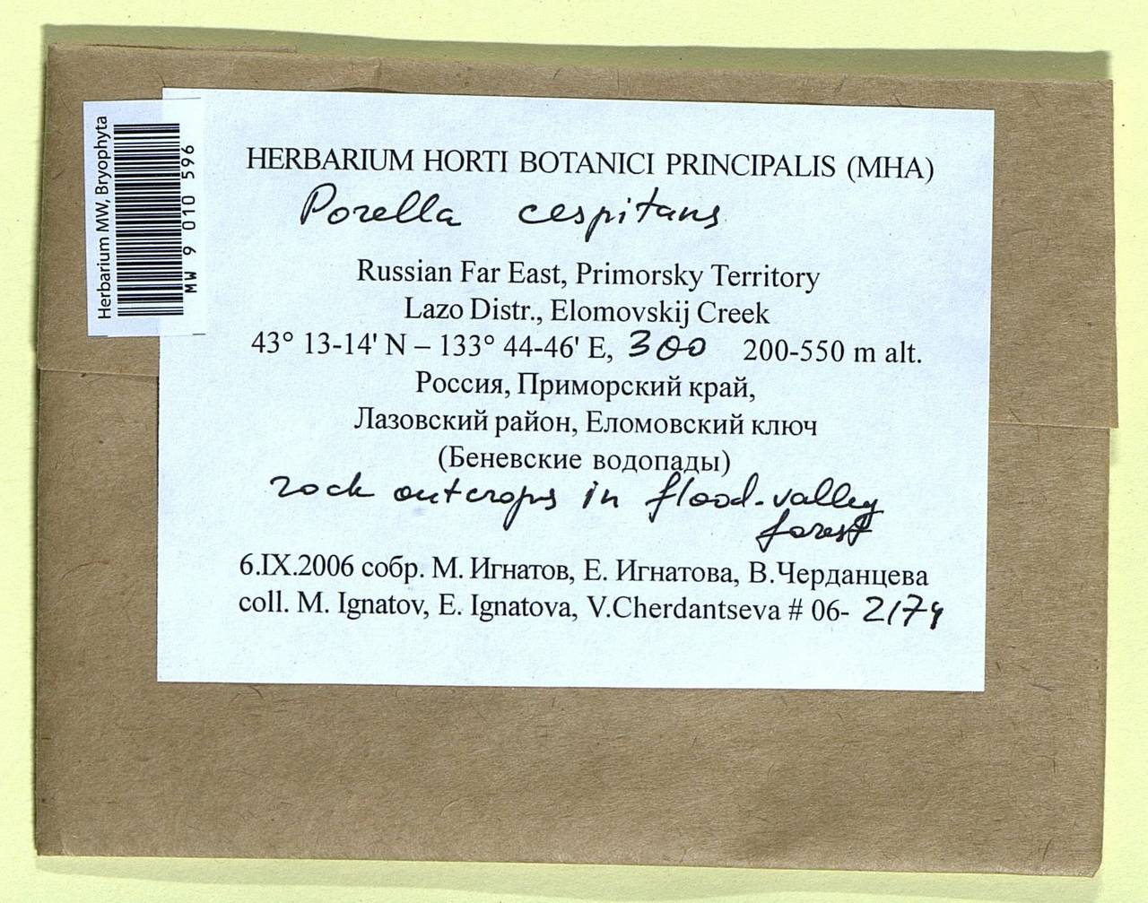 Porella caespitans (Steph.) P. Syd., Bryophytes, Bryophytes - Russian Far East (excl. Chukotka & Kamchatka) (B20) (Russia)