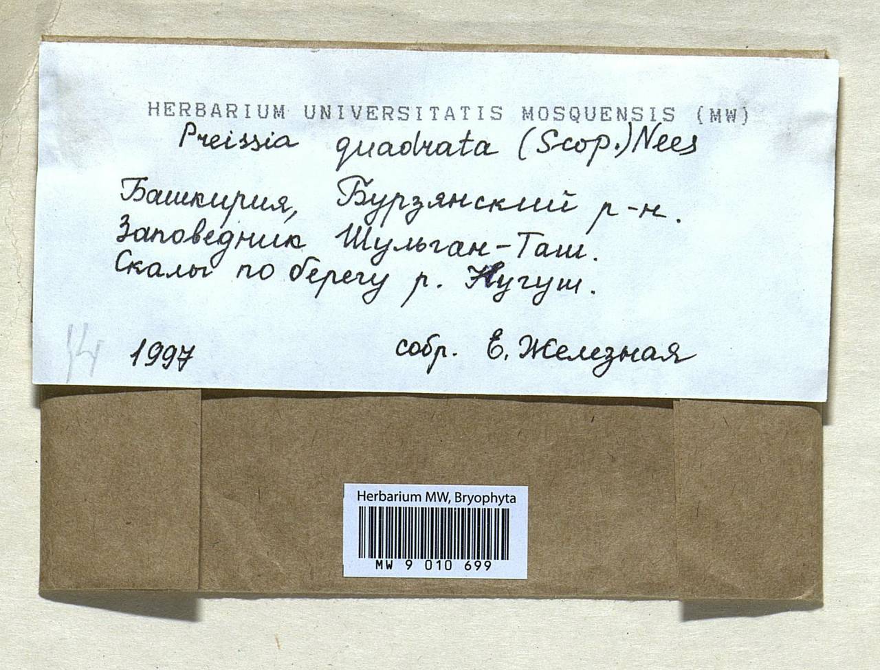 Marchantia quadrata Scop., Bryophytes, Bryophytes - South Urals (B14) (Russia)