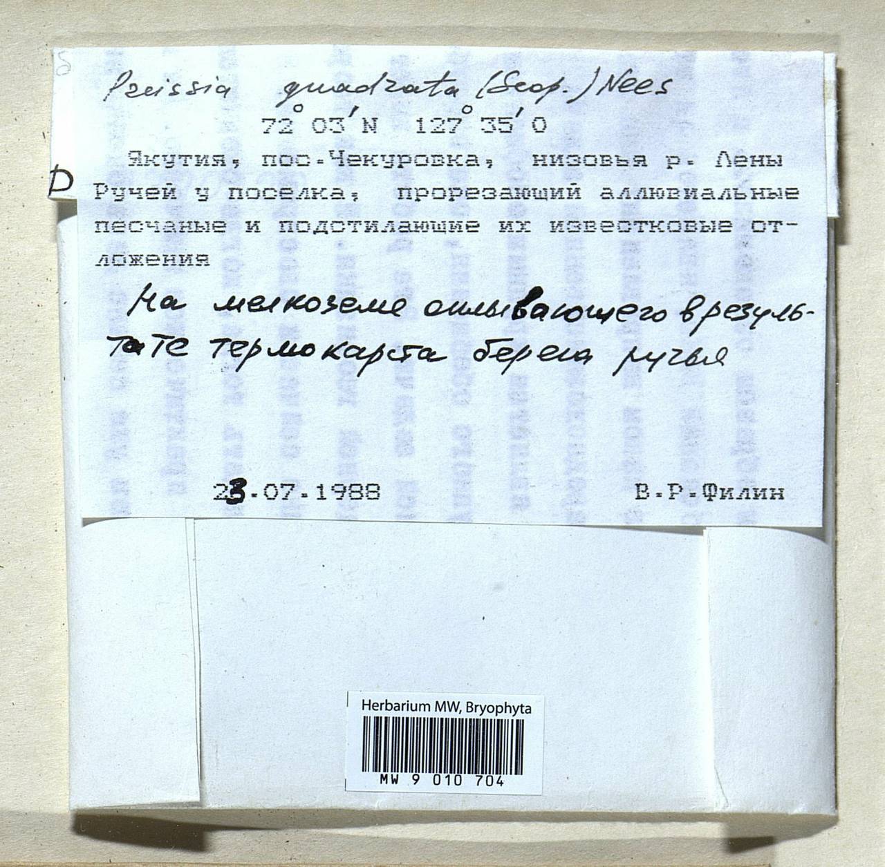 Marchantia quadrata Scop., Bryophytes, Bryophytes - Yakutia (B19) (Russia)