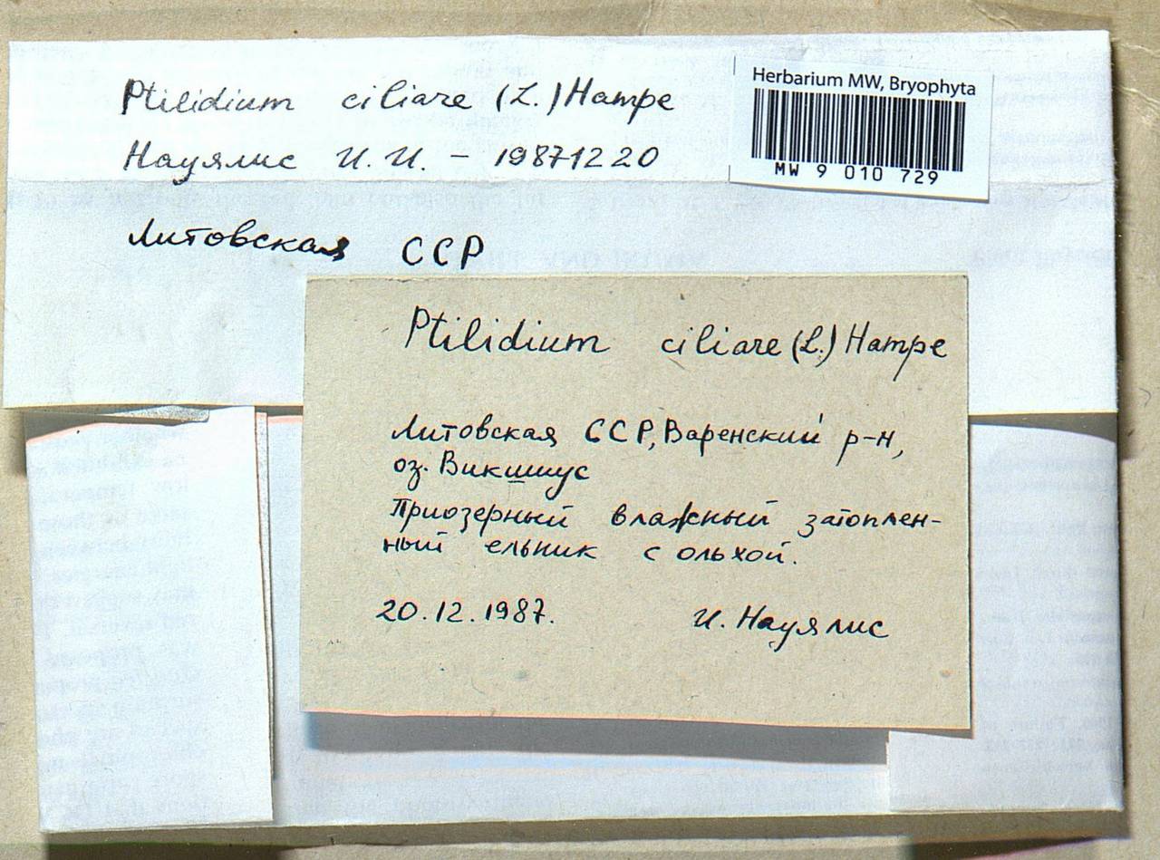 Ptilidium ciliare (L.) Hampe, Bryophytes, Bryophytes - Baltic States (B1) (Lithuania)