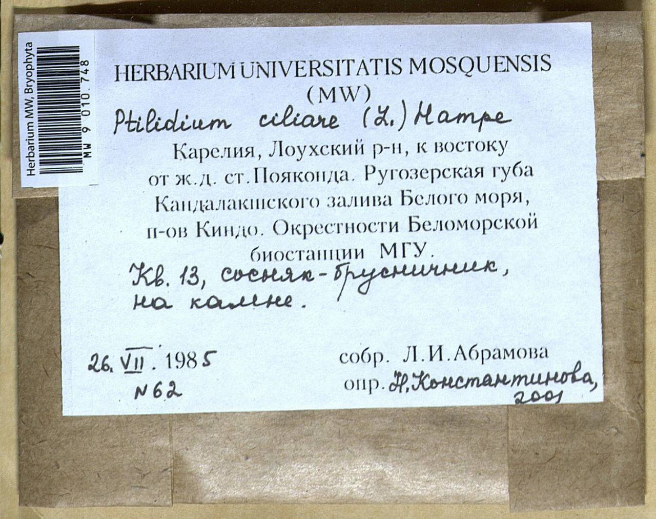 Ptilidium ciliare (L.) Hampe, Bryophytes, Bryophytes - Karelia, Leningrad & Murmansk Oblasts (B4) (Russia)