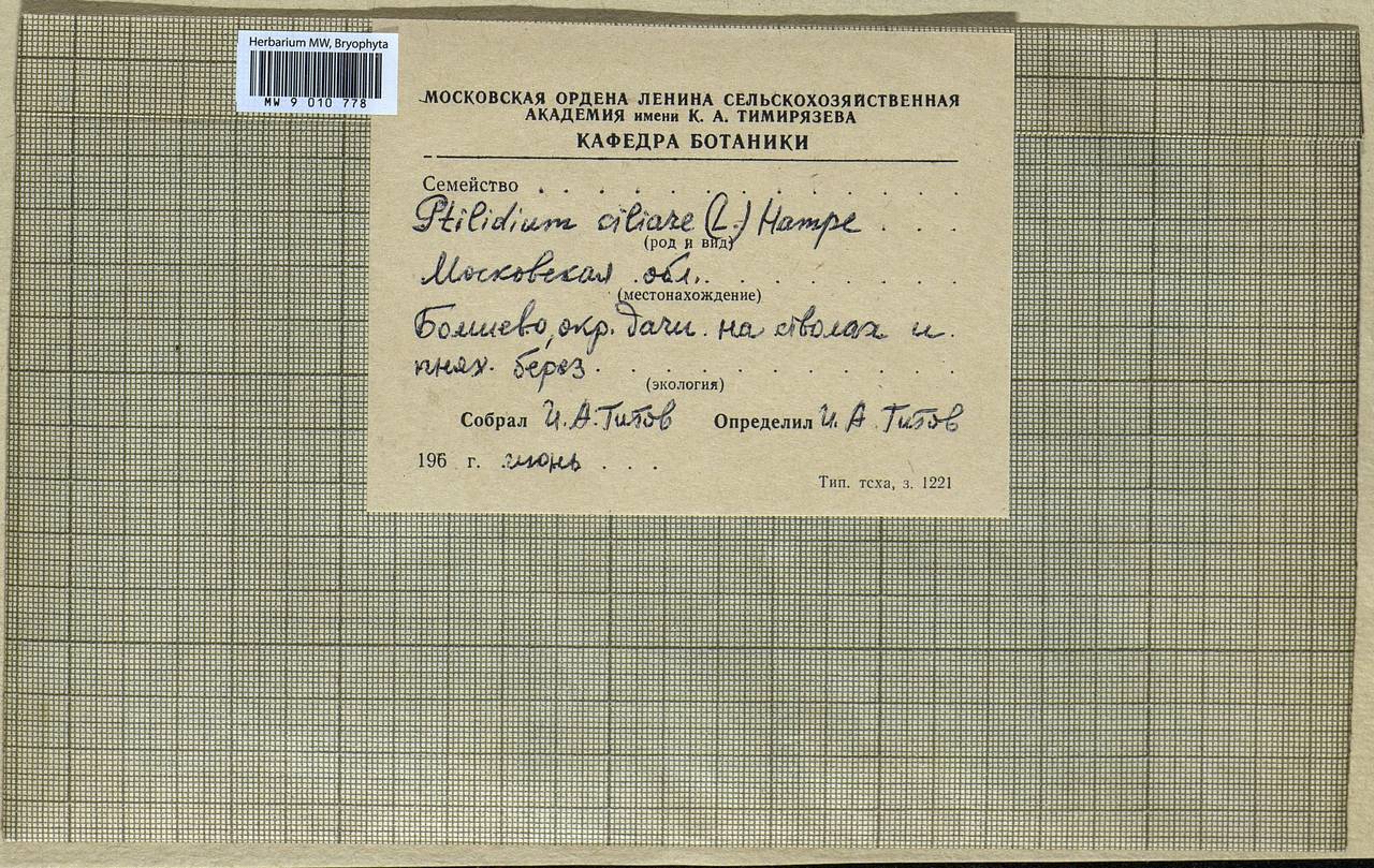 Ptilidium ciliare (L.) Hampe, Bryophytes, Bryophytes - Moscow City & Moscow Oblast (B6a) (Russia)