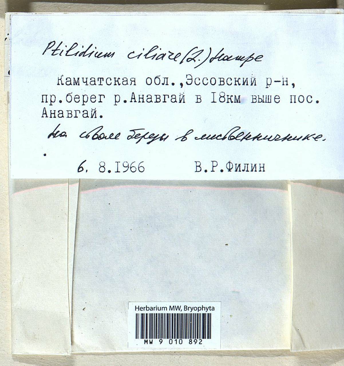 Ptilidium ciliare (L.) Hampe, Bryophytes, Bryophytes - Chukotka & Kamchatka (B21) (Russia)