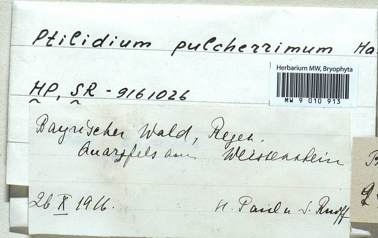 Ptilidium pulcherrimum (Weber) Vain., Bryophytes, Bryophytes - Western Europe (BEu) (Germany)