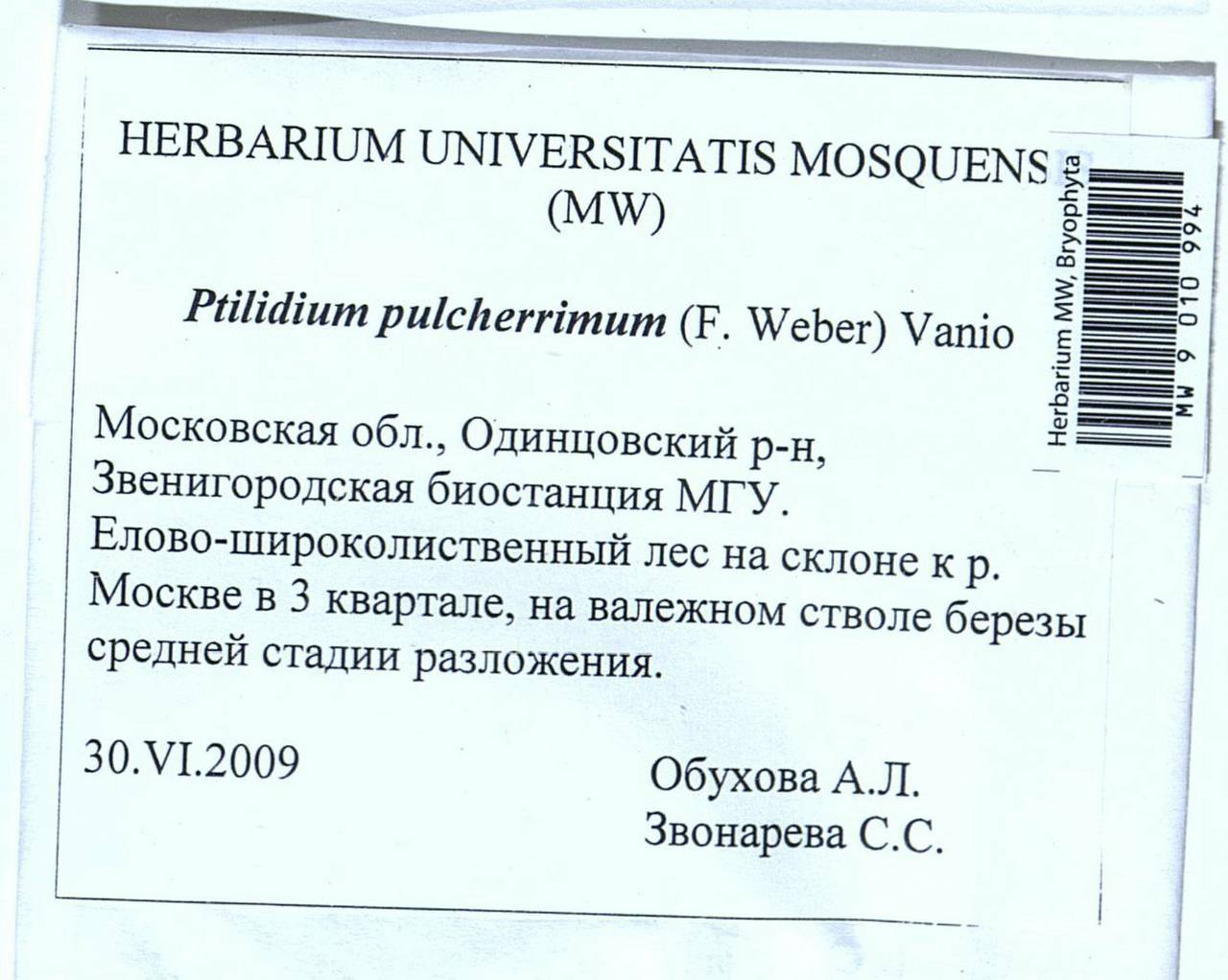 Ptilidium pulcherrimum (Weber) Vain., Bryophytes, Bryophytes - Moscow City & Moscow Oblast (B6a) (Russia)