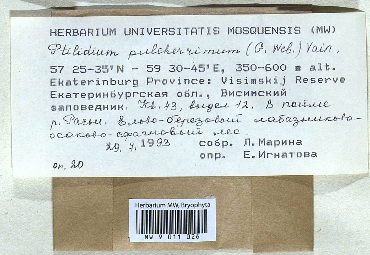 Ptilidium pulcherrimum (Weber) Vain., Bryophytes, Bryophytes - Permsky Krai, Udmurt Republic, Sverdlovsk & Kirov Oblasts (B8) (Russia)