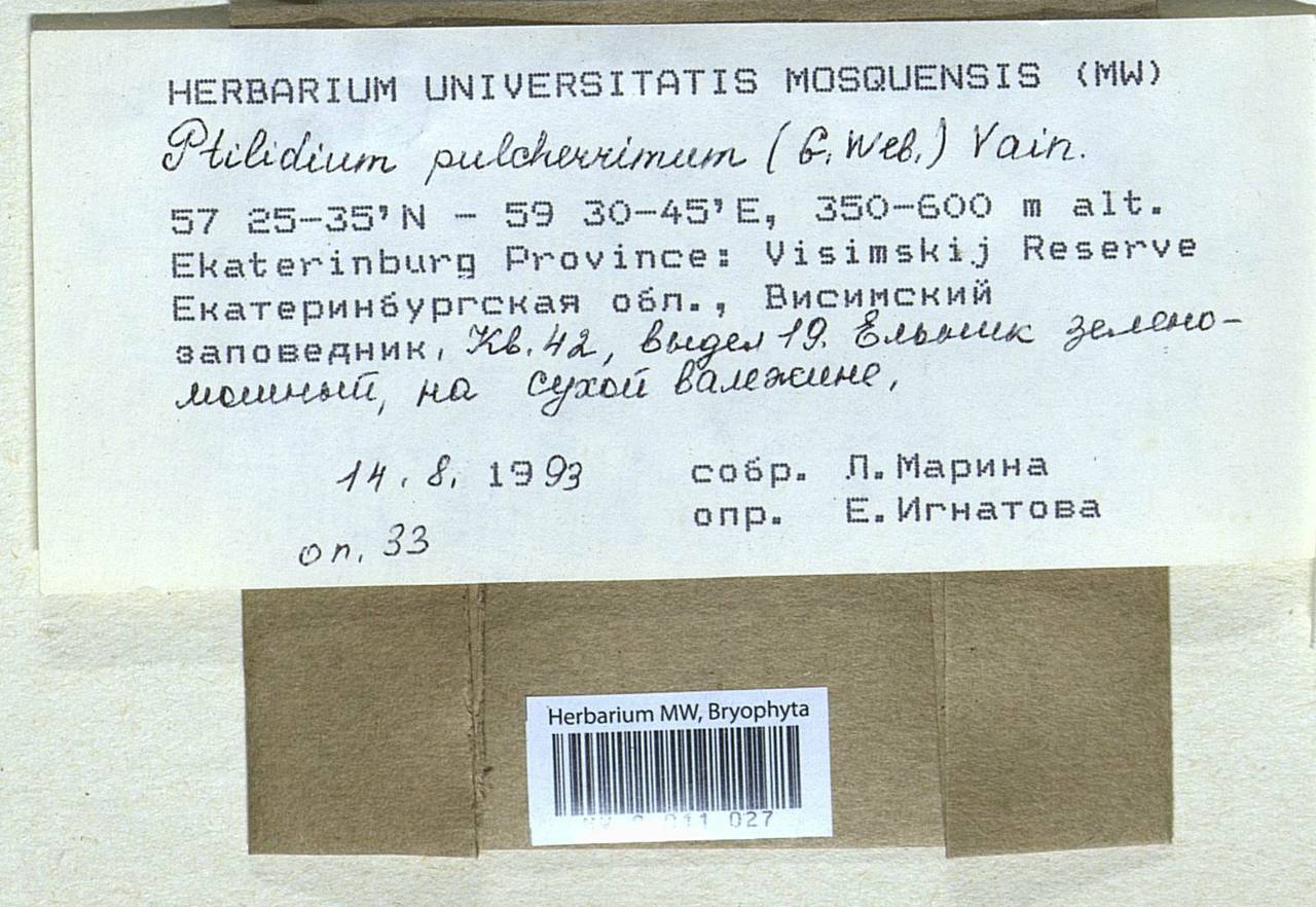 Ptilidium pulcherrimum (Weber) Vain., Bryophytes, Bryophytes - Permsky Krai, Udmurt Republic, Sverdlovsk & Kirov Oblasts (B8) (Russia)