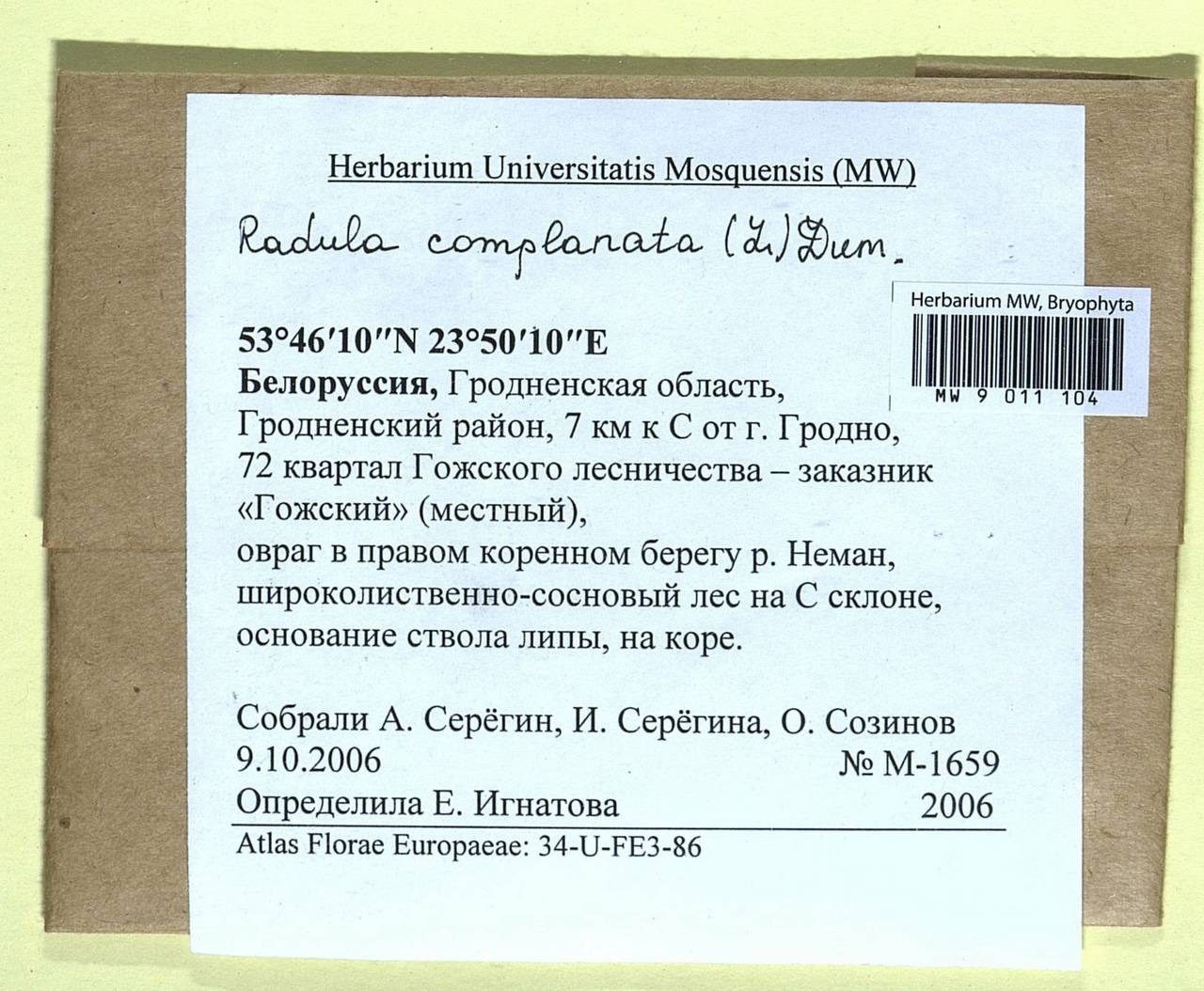 Radula complanata (L.) Dumort., Bryophytes, Bryophytes - Belarus (B2) (Belarus)