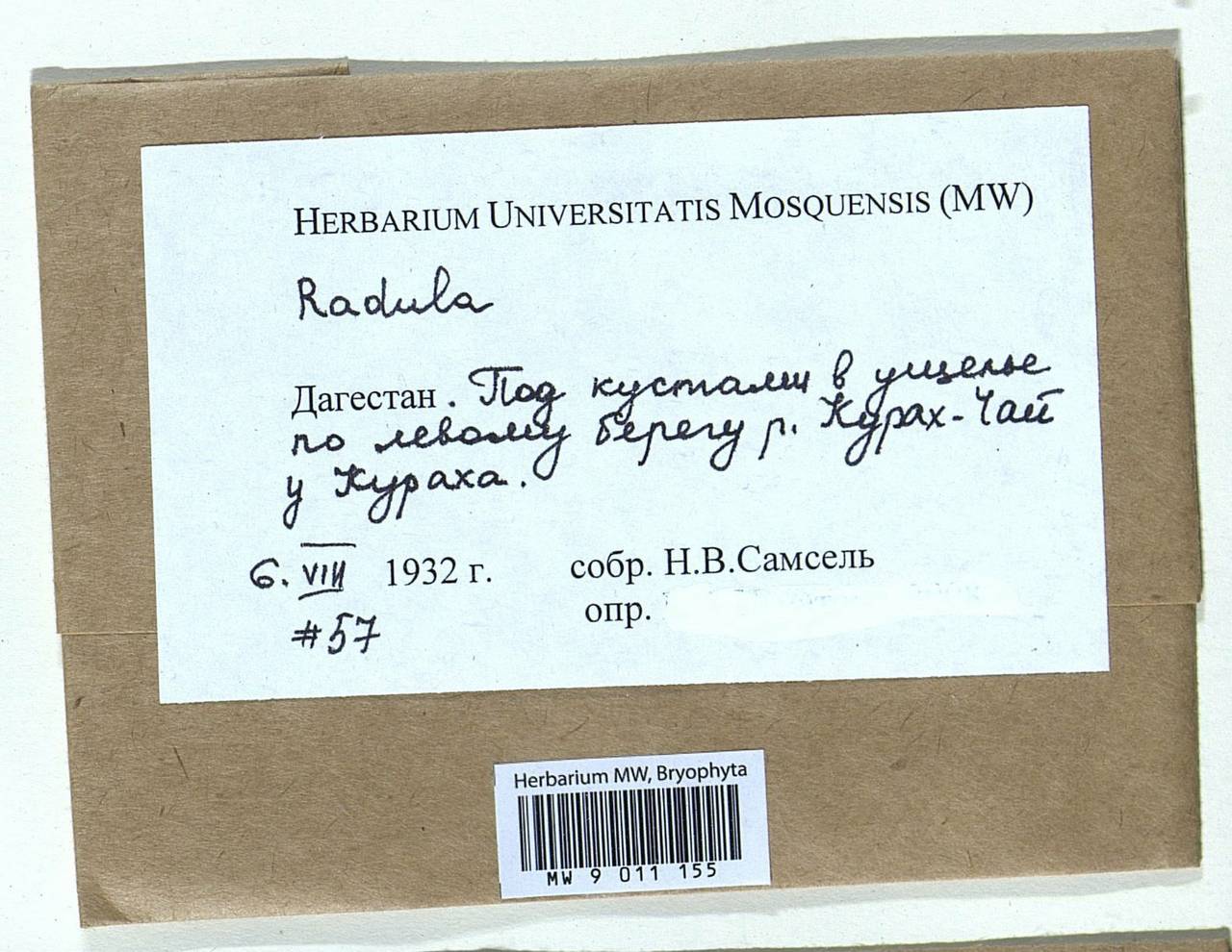 Radula complanata (L.) Dumort., Bryophytes, Bryophytes - North Caucasus & Ciscaucasia (B12) (Russia)