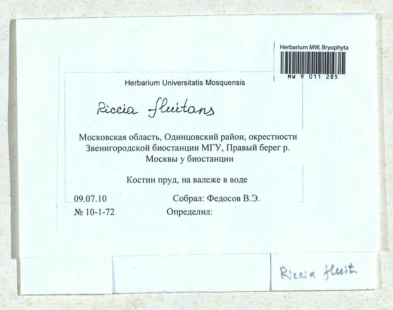 Riccia fluitans L., Bryophytes, Bryophytes - Moscow City & Moscow Oblast (B6a) (Russia)