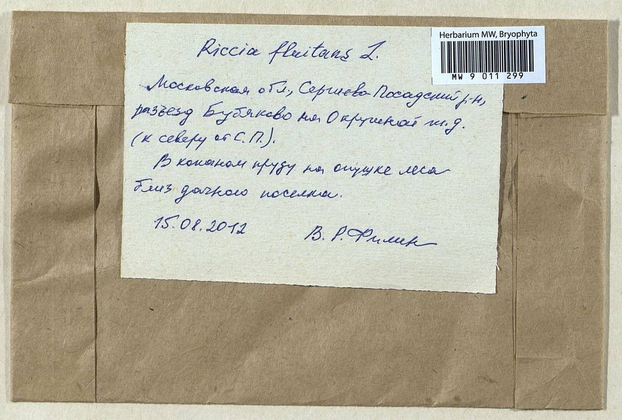 Riccia fluitans L., Bryophytes, Bryophytes - Moscow City & Moscow Oblast (B6a) (Russia)