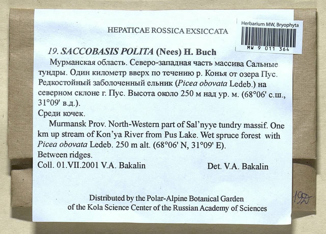 Saccobasis polita (Nees) H. Buch, Bryophytes, Bryophytes - Karelia, Leningrad & Murmansk Oblasts (B4) (Russia)
