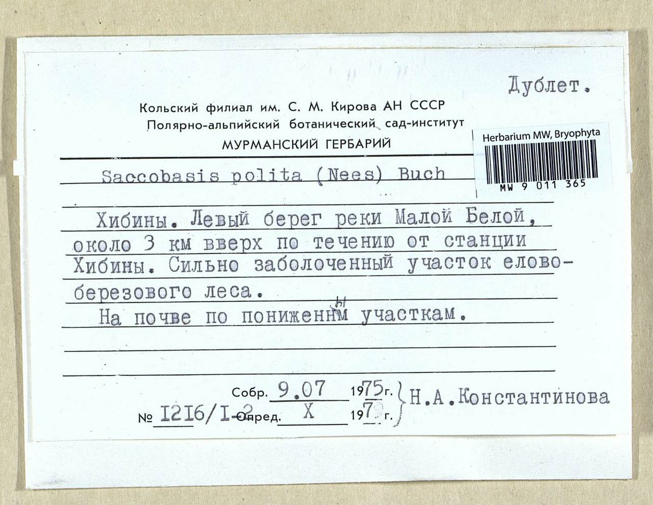Saccobasis polita (Nees) H. Buch, Bryophytes, Bryophytes - Karelia, Leningrad & Murmansk Oblasts (B4) (Russia)
