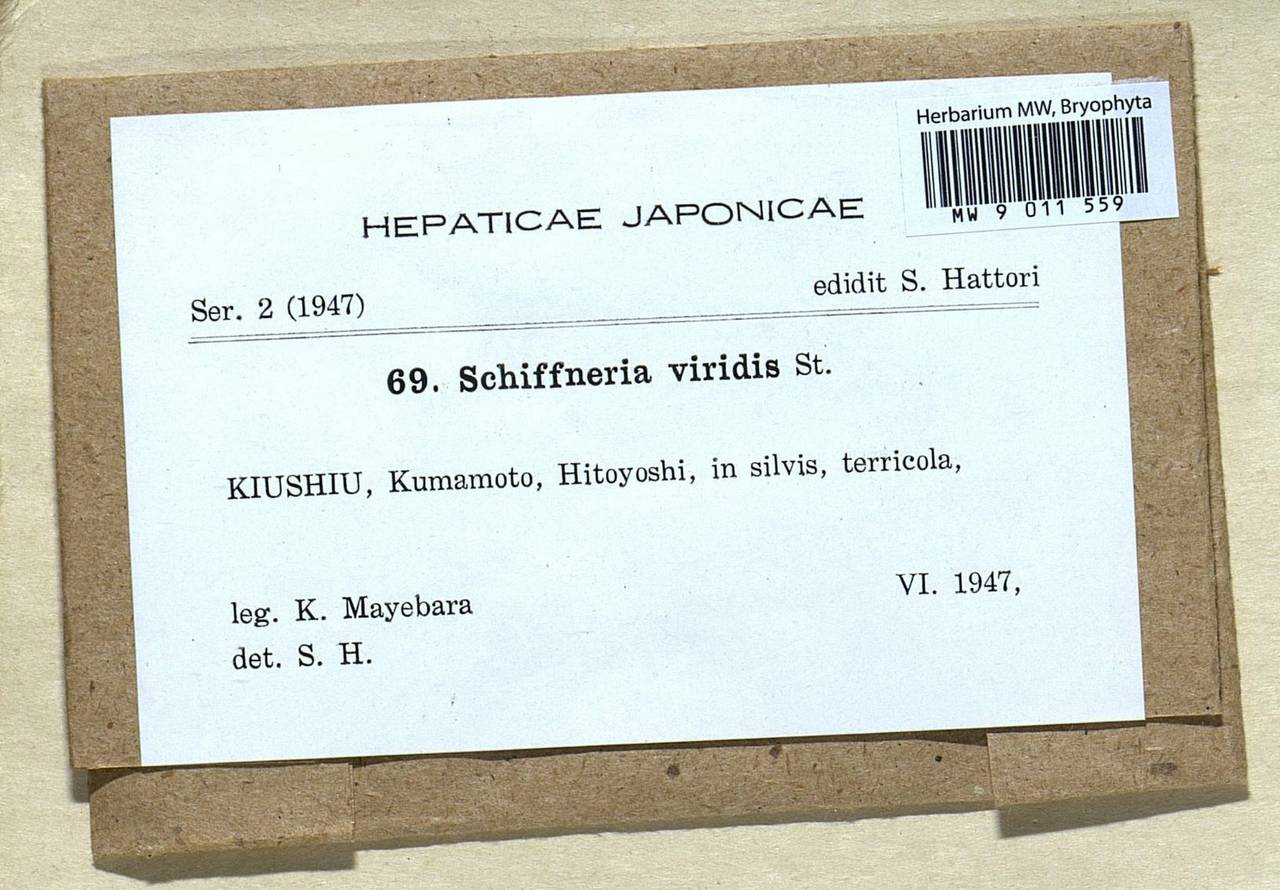Schiffneria hyalina Steph., Bryophytes, Bryophytes - Asia (outside ex-Soviet states) (BAs) (Japan)