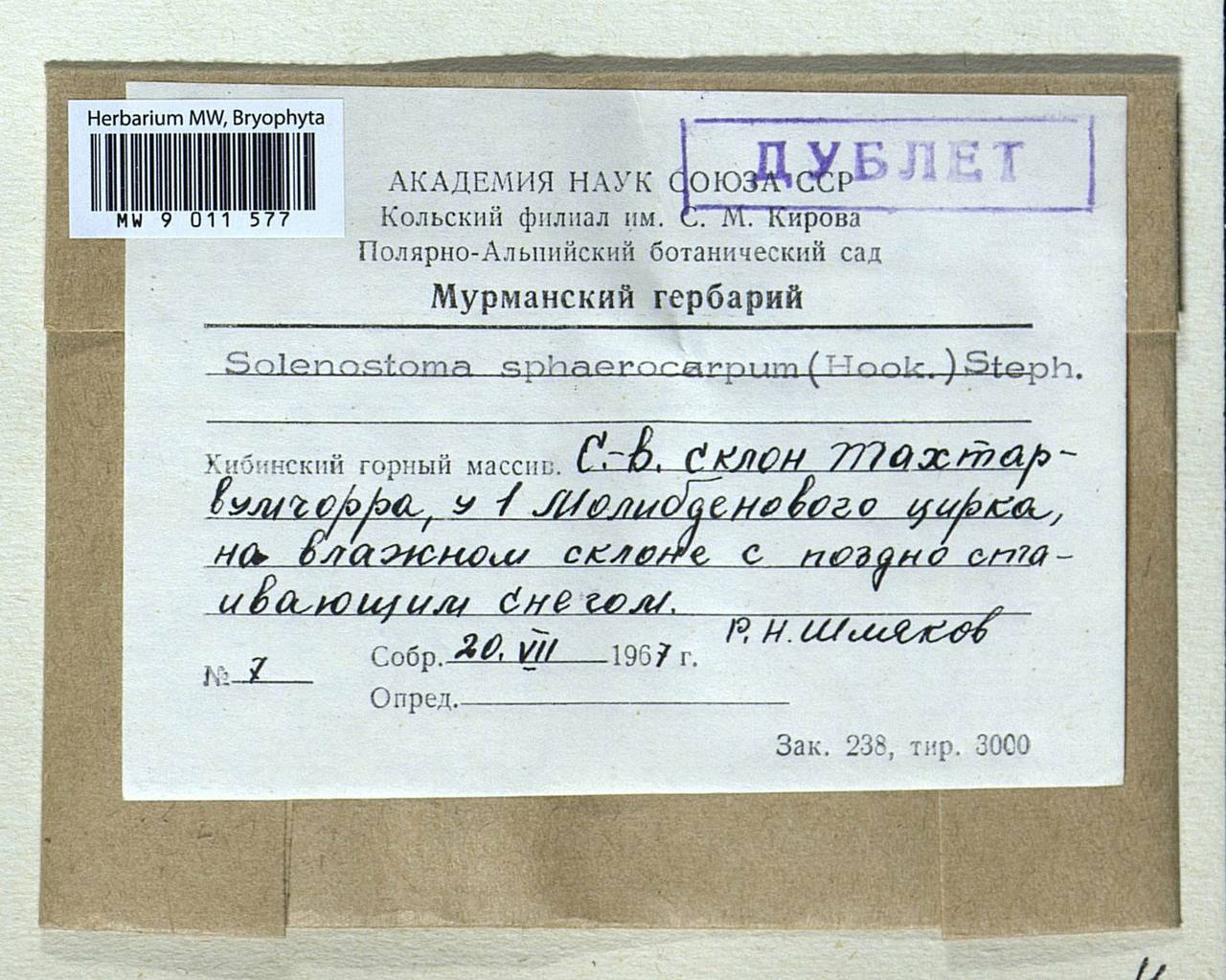 Solenostoma sphaerocarpum (Hook.) Steph., Bryophytes, Bryophytes - Karelia, Leningrad & Murmansk Oblasts (B4) (Russia)