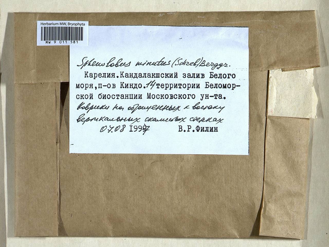 Sphenolobus minutus (Schreb. ex Cranz) Berggr., Bryophytes, Bryophytes - Karelia, Leningrad & Murmansk Oblasts (B4) (Russia)
