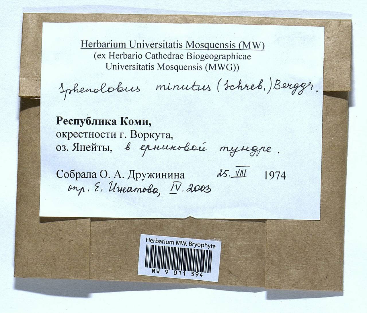 Sphenolobus minutus (Schreb. ex Cranz) Berggr., Bryophytes, Bryophytes - European North East (B7) (Russia)