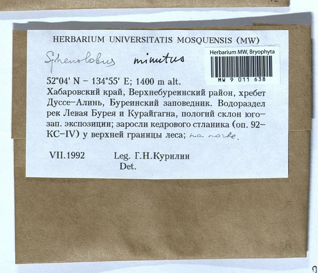 Sphenolobus minutus (Schreb. ex Cranz) Berggr., Bryophytes, Bryophytes - Russian Far East (excl. Chukotka & Kamchatka) (B20) (Russia)