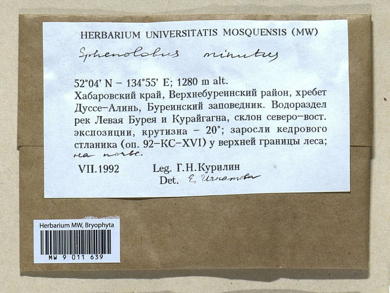 Sphenolobus minutus (Schreb. ex Cranz) Berggr., Bryophytes, Bryophytes - Russian Far East (excl. Chukotka & Kamchatka) (B20) (Russia)