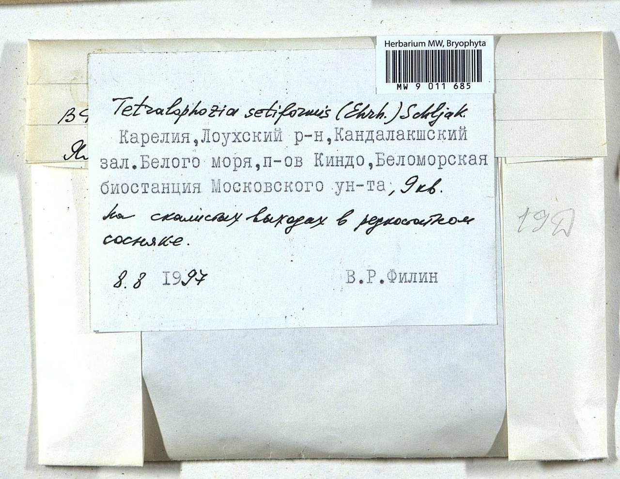Tetralophozia setiformis (Ehrh.) Schljakov, Bryophytes, Bryophytes - Karelia, Leningrad & Murmansk Oblasts (B4) (Russia)