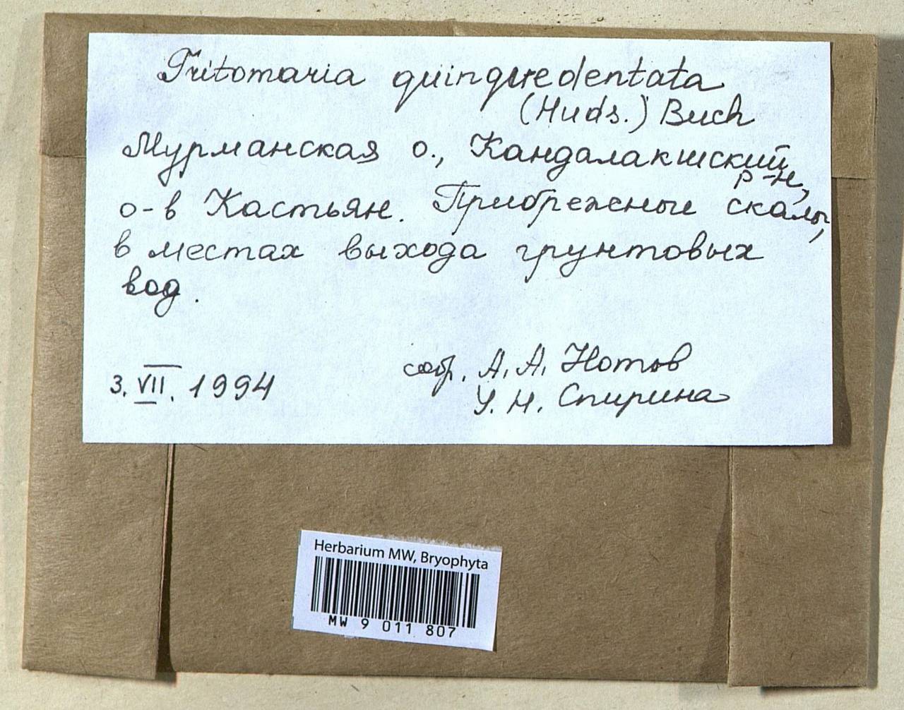 Trilophozia quinquedentata (Huds.) Bakalin, Bryophytes, Bryophytes - Karelia, Leningrad & Murmansk Oblasts (B4) (Russia)