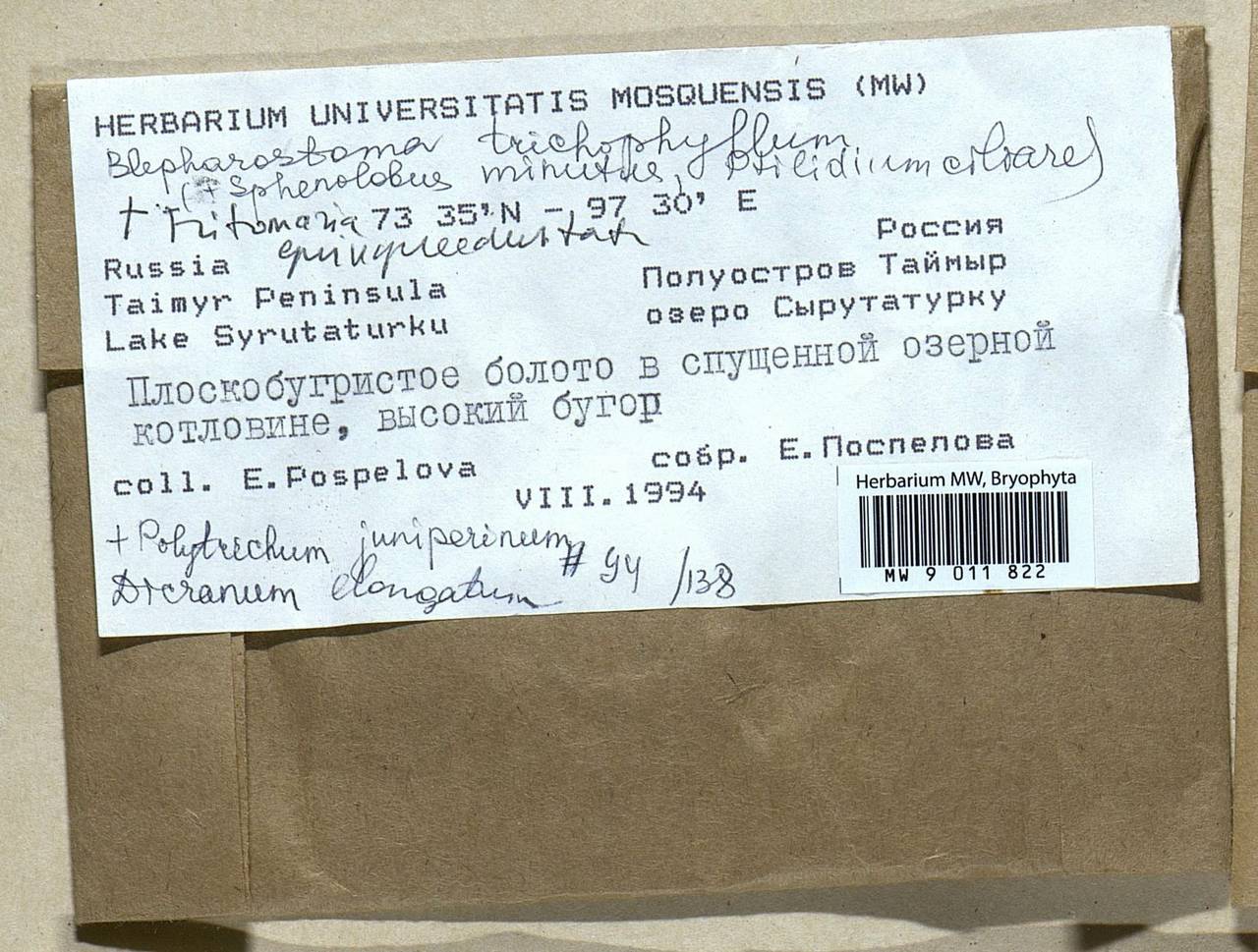 Trilophozia quinquedentata (Huds.) Bakalin, Bryophytes, Bryophytes - Krasnoyarsk Krai, Tyva & Khakassia (B17) (Russia)
